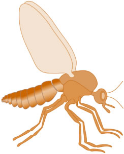 Biting Midge Picture of Biting Midge