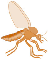 Noseeum Picture of Noseeum