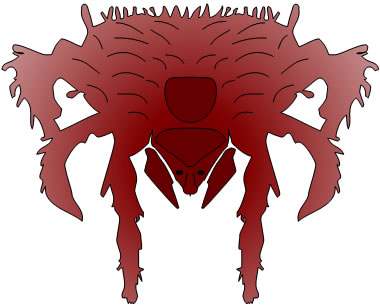 Chigger Picture of Chigger