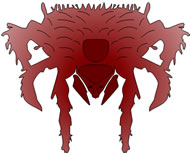 Chigger Picture of Chigger