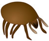 Dust Mite