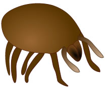 Dust Mite