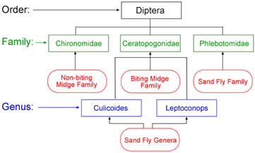 Midge Taxonomy Midge Taxonomy